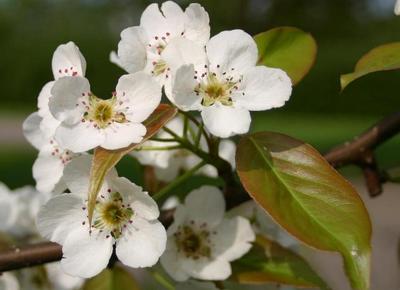 Pyrus ussuriensis