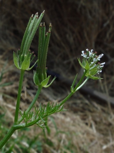 Shepherd's Needle