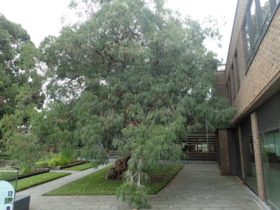 Eucalyptus perriniana