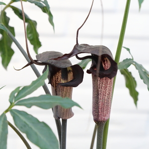 Arisaema thunbergii