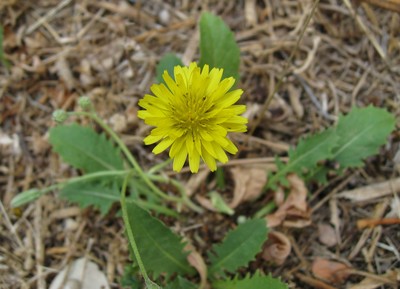 Crepis bursifolia