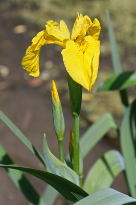 Iris pseudacorus