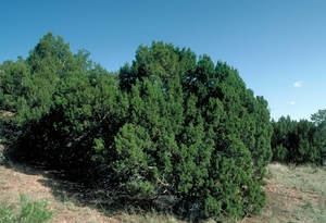 One-Seed Juniper