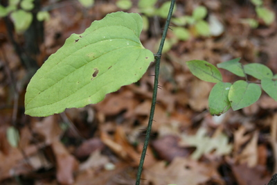 Smilax tamnoides