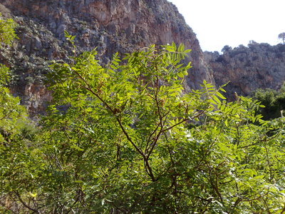 Rhus coriaria