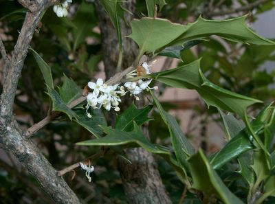 Osmanthus heterophyllus