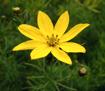 Coreopsis verticillata