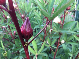 Roselle - Jamaica - "Thai Red"