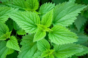 Urtica dioica