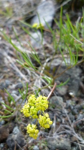 Northern Biscuitroot