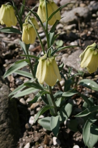 Pale-Flowered Fritillary