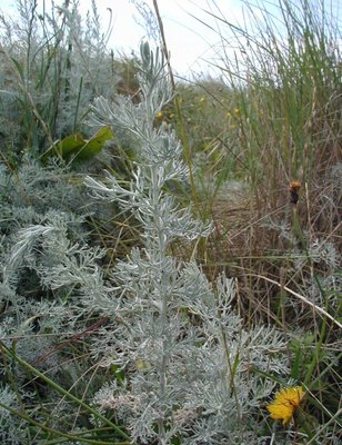 Artemisia maritima