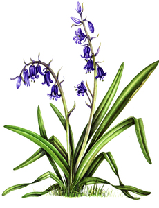 Bluebell