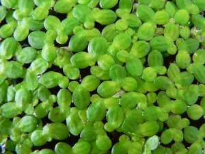 Duckweed