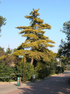 Monterey Pine