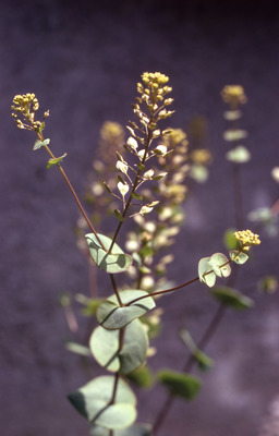 Lepidium perfoliatum