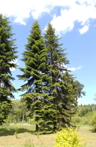 Siberian Fir