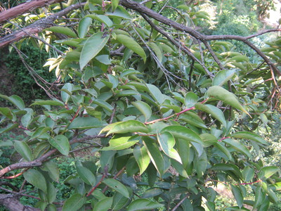 Lyonia ovalifolia
