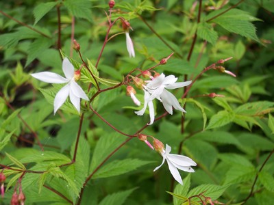 Gillenia trifoliata