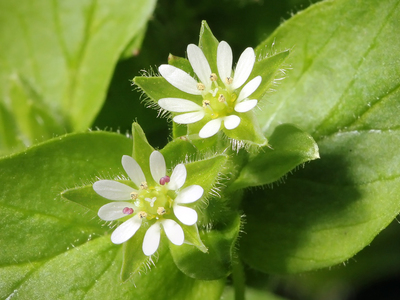 Stellaria media