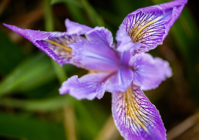 Iris tenax