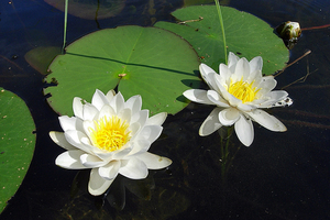 Nymphaea candida