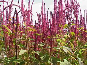 Amaranthus cruentus