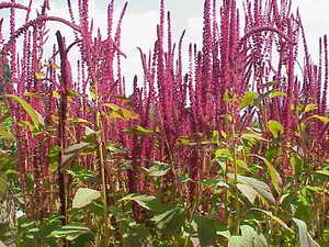 Purple Amaranth