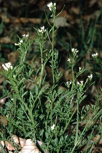 Wavy Bittercress