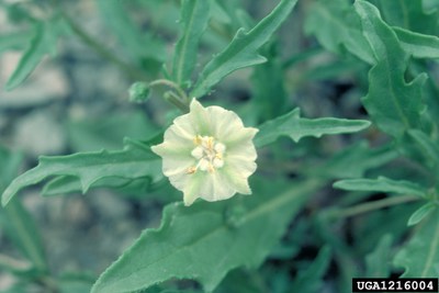 Physalis virginiana