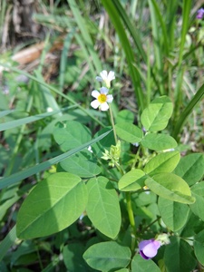 Barrelier's woodsorrel