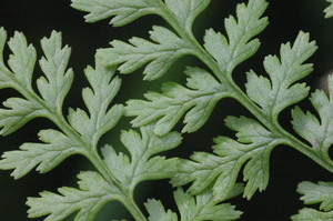 Mountain Bladder Fern