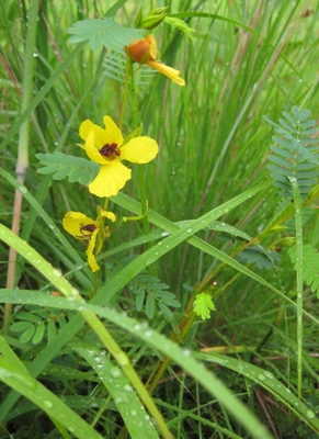 Chamaecrista fasciculata