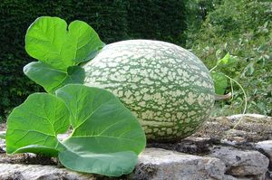 Malabar Gourd