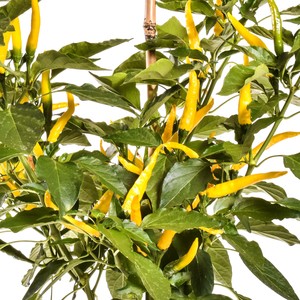 Pepper Cedrino
