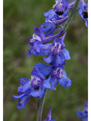 Delphinium carolinianum