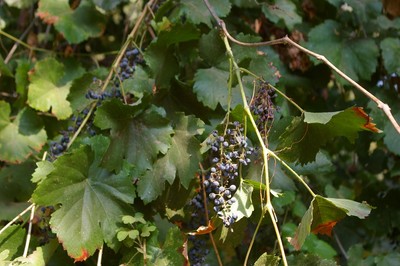 Vitis californica