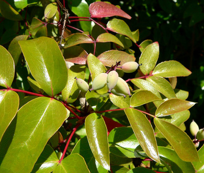 Mahonia gracilis