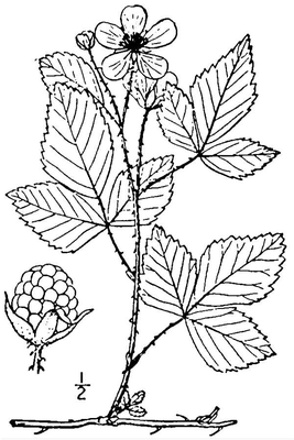 Rubus invisus