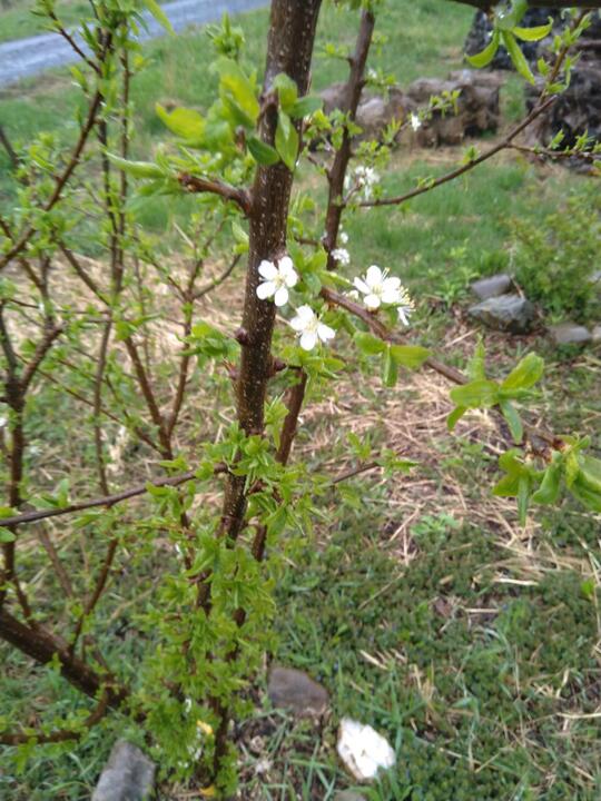 Plum blossoms!