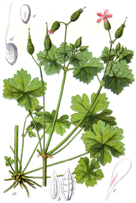 Geranium lucidum