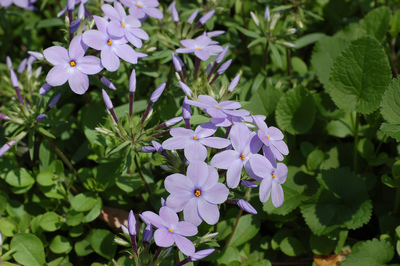 Phlox stolonifera