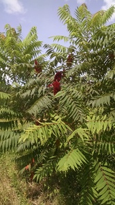 Staghorn Sumac