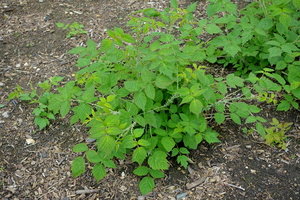 Rubus biflorus