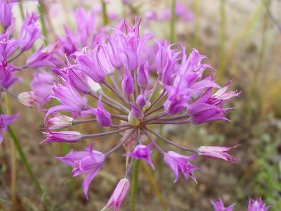 Allium acuminatum