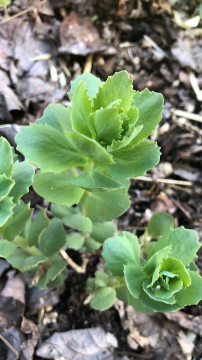 A few observations from an indecisive April. Red amaranth popping up, that was planted in spring 2023! Did realize it took so long to germinate, but that goes to show you the power of building up a seedbank. Especially for lazy gardeners such as myself.

Aside from the amaranth, the orpines were one of the first greens, pushing up through the snow. They’re naturalized around the property, likely planted by the previous owners. Their flowers are a pollinator favourite, they can handle full sun or full shade, have no issue with rich or poor soil, and are apparently edible - though on first taste they were unimpressive. It pays to observe and research what’s growing around you naturally. 

