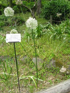 Allium stipitatum