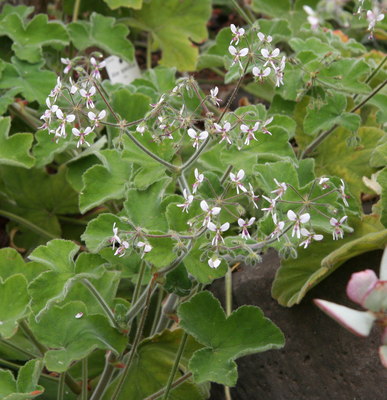 Pelargonium tomentosum