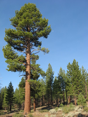 Pinus jeffreyi