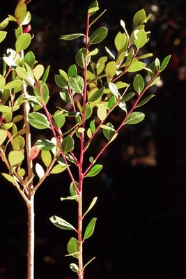 Ilex coriacea